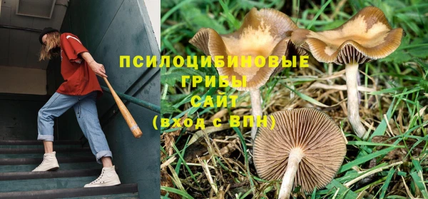 индика Аркадак